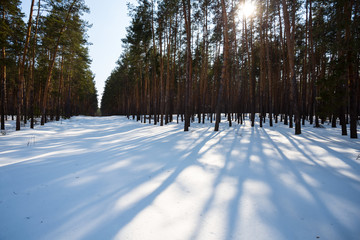 beautiful winter forest in a snow, sunny winter day scene