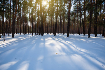winter snowbound pine forest in a sunlight