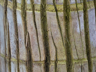 Detail von exotischer Baumrinde