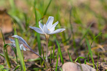 closeup beautiful white crocus flower in a fresh green grass