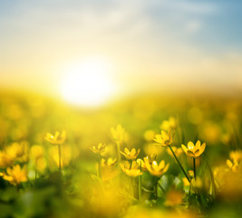 Fototapeta premium quiet spring evening scene, heap of wild flowers on the sunset background