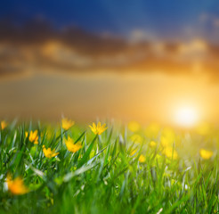 beautiful spring flowered prairie at the sunset