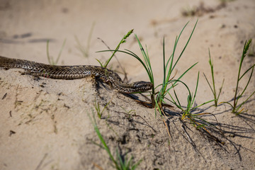 small closeup snake crawl by a sand