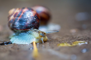 closeup grape snail crawl on the stone
