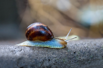 closeup grape snail crawl on the stone