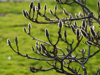 Magnolienknospen im Gegenlicht