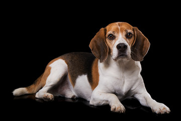 Adult beagle dog on black background