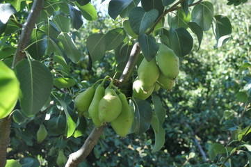 The beautiful Pear in farmland