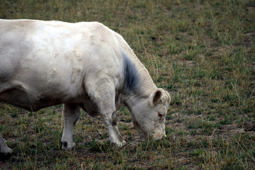 Fototapeta premium grazing Cattle