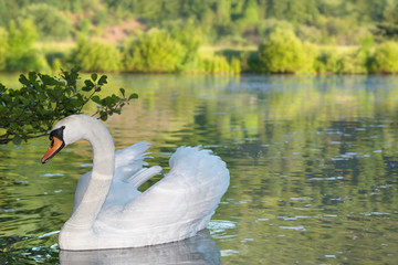 Schwan schön, stolz, graziös und elegant auf dem See © photobars