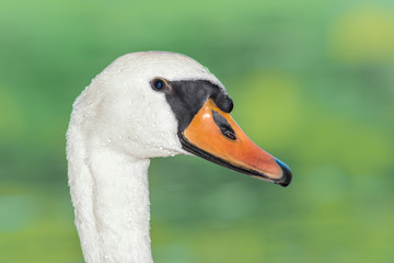 Schwan Portrait mit Wassertropfen auf dem Kopf und Hals