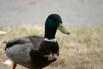 duck