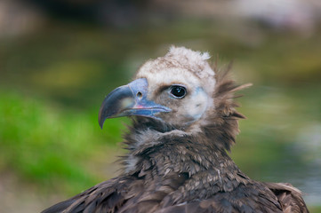 vulture
