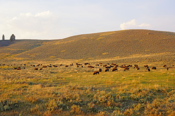 Fototapeta premium View of a herd of bison in the grass in the Lamar Valley in Yellowstone National Park