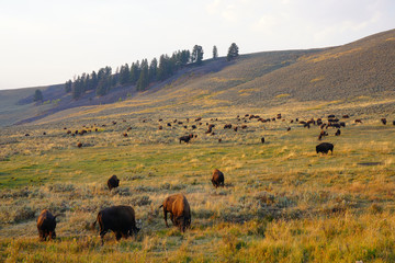 Fototapeta na wymiar View of a herd of bison in the grass in the Lamar Valley in Yellowstone National Park