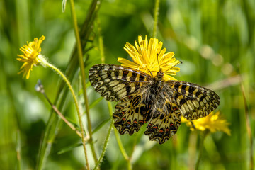 osterluzeyfalter saugt nektar © Bruno Mader