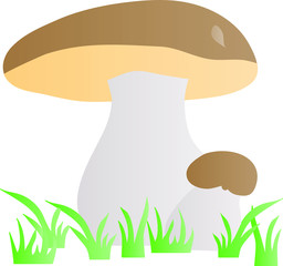 Forest mushrooms on a white background
