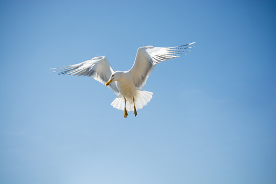 Single seagull flying in a sky