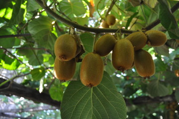 The beautiful Actinidia in farmland