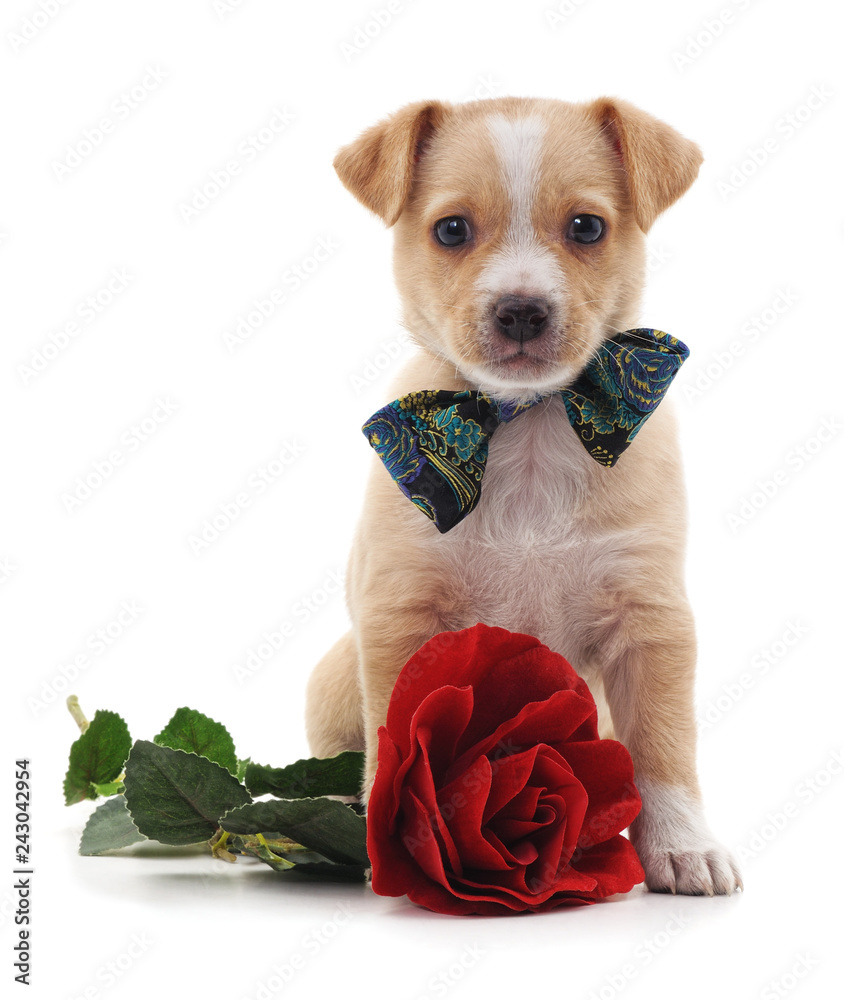 Wall mural puppy with a rose.