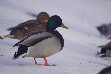 Kaczki ,kaczki na śniegu ,ptactwo wodne © LBanacki