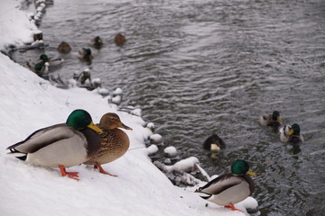 Kaczki ,kaczki zimą ,kaczki na śniegu ,ptactwo zimą ptactwo wodne © LBanacki