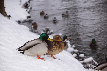 Kaczki ,kaczki nad wodą ,kaczki zimą ,ptactwo ,ptactwo wodne © LBanacki