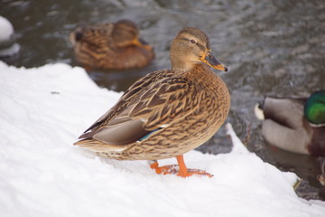 Kaczki ,kaczka nad wodą ,kaczki zimą ,ptactwo ,ptactwo wodne © LBanacki