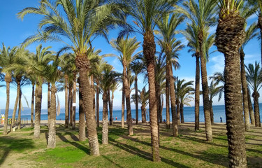 palm trees at the beach in Malaga, Spain 