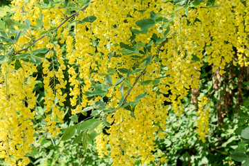 Yellow flowering laburnum in spring
