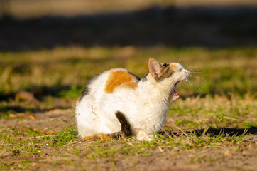 Naklejka na ściany i meble Calico cat yawing in field on grass
