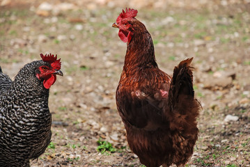 Dominicker Hen and Rhode Island Red  hen on large farm in West Texas.