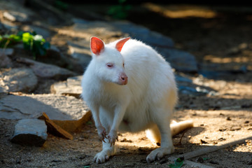 Red-necked Wallaby white albino female, kangaroo (Macropus rufogriseus)