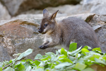 Obraz premium cute baby of kangaroo species Red necked Wallaby on rock
