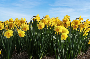 Fototapeta premium Beautiful field of narcissus flowers