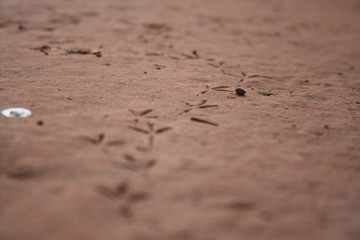Footprint on brown colors