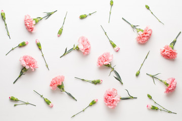 Pink carnation flowers on white background. Flat lay, top view, copy space.