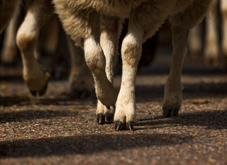 flock of sheep moving to new pasture