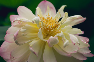 blooming sacred lotus flower. 