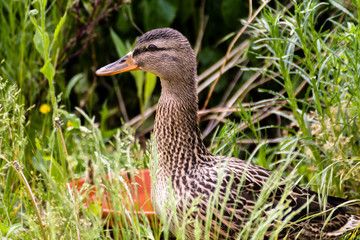 Female Mallard Duck