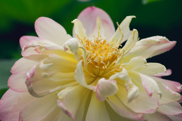 blooming sacred lotus flower. 