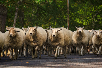 flock of sheep moving to new pasture