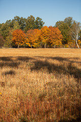 View from the field to the forest in autumn colors