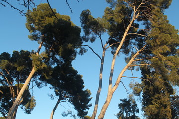 Trees with blue sky background. photo taken from below at sunset