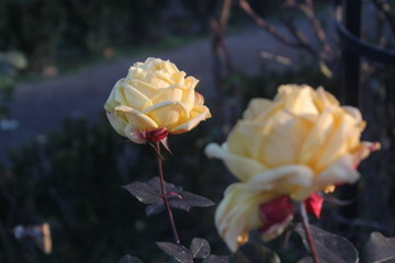Two yellow roses in different planes, one of them in focus. photo taken with daylight