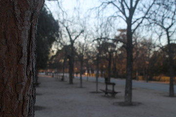 Walk through the park out of focus, with tree in the foreground. photo taken at sunset