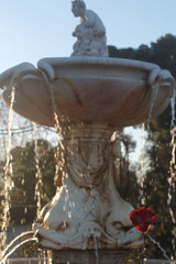 water fountain made in stone and red rose in the foreground