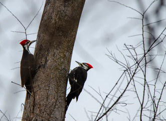 pileated woodpecker