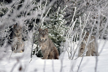 Alaska lynx family © JT Fisherman