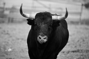 bull in spain